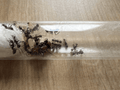 Camponotus nicobarensis - Antropolis