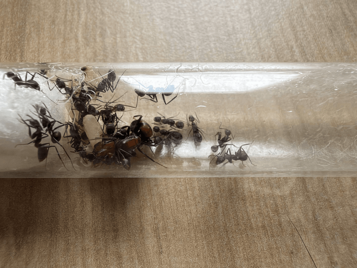 Camponotus nicobarensis - Antropolis
