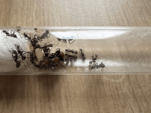 Camponotus nicobarensis - Antropolis
