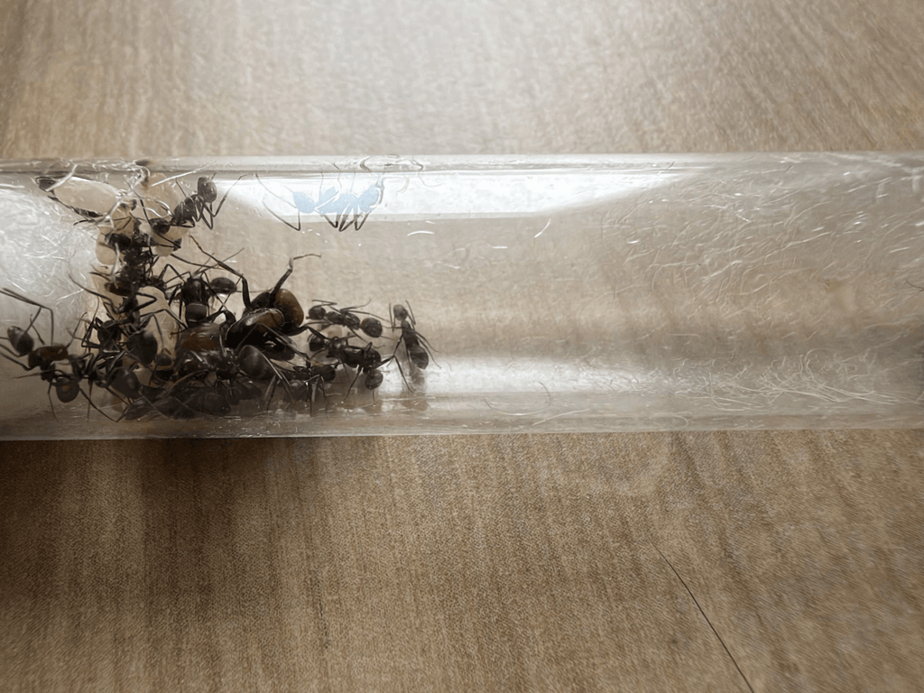 Camponotus nicobarensis - Antropolis