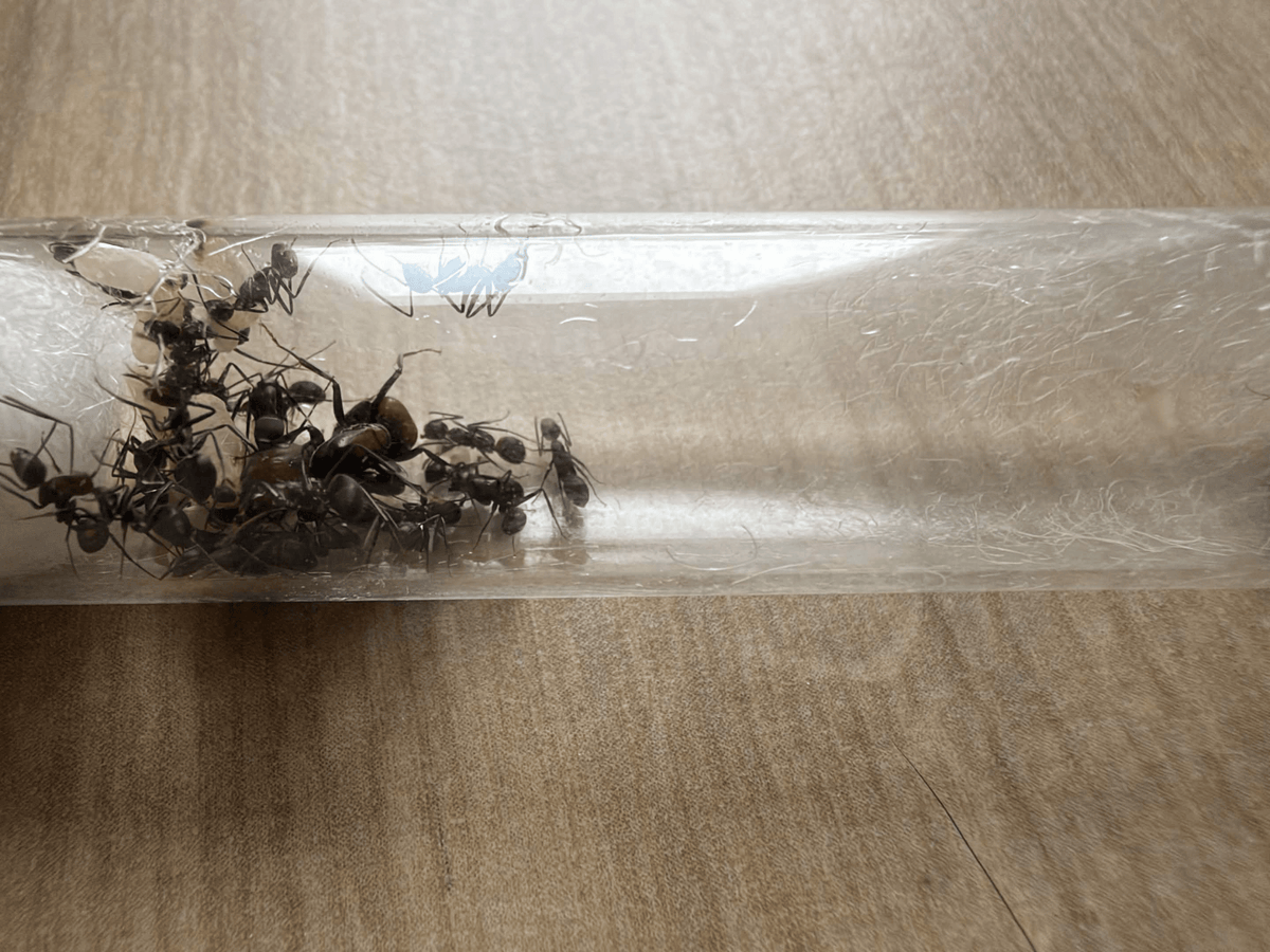 Camponotus nicobarensis - Antropolis