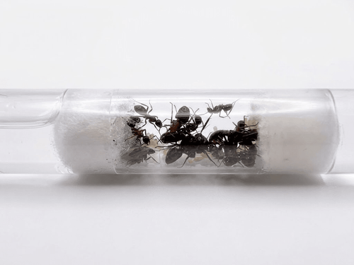 Camponotus ligniperda - Antropolis