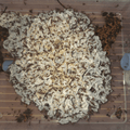 Pilz von Acromyrmex octospinosus - Antropolis