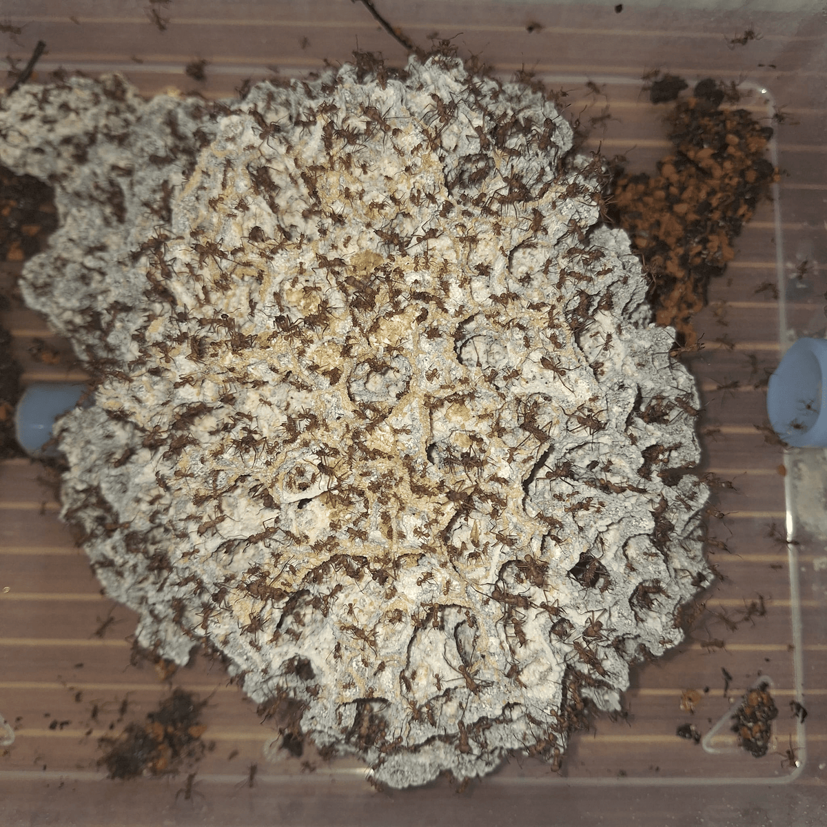 Pilz von Acromyrmex octospinosus - Antropolis