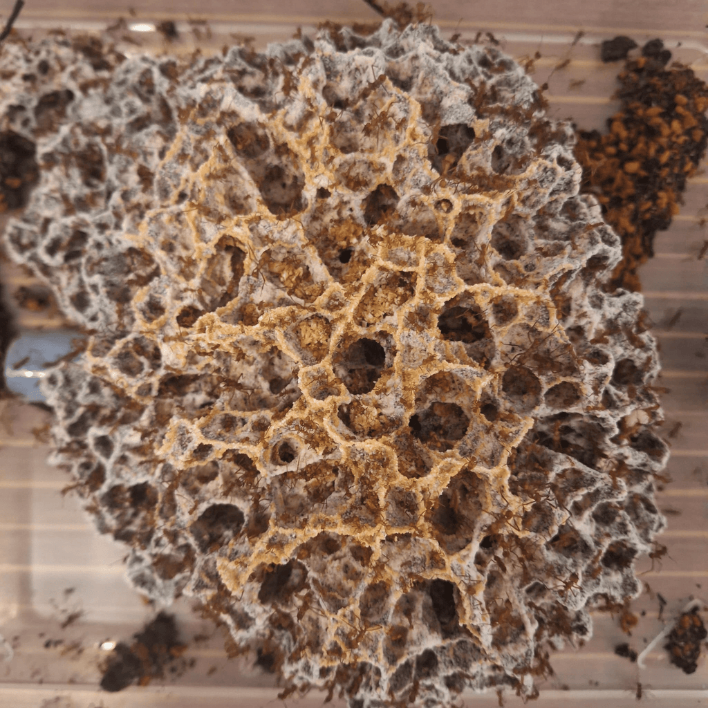 Pilz von Acromyrmex octospinosus - Antropolis