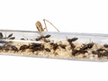 Tetraponera rufonigra - Antropolis