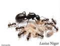 Lasius niger