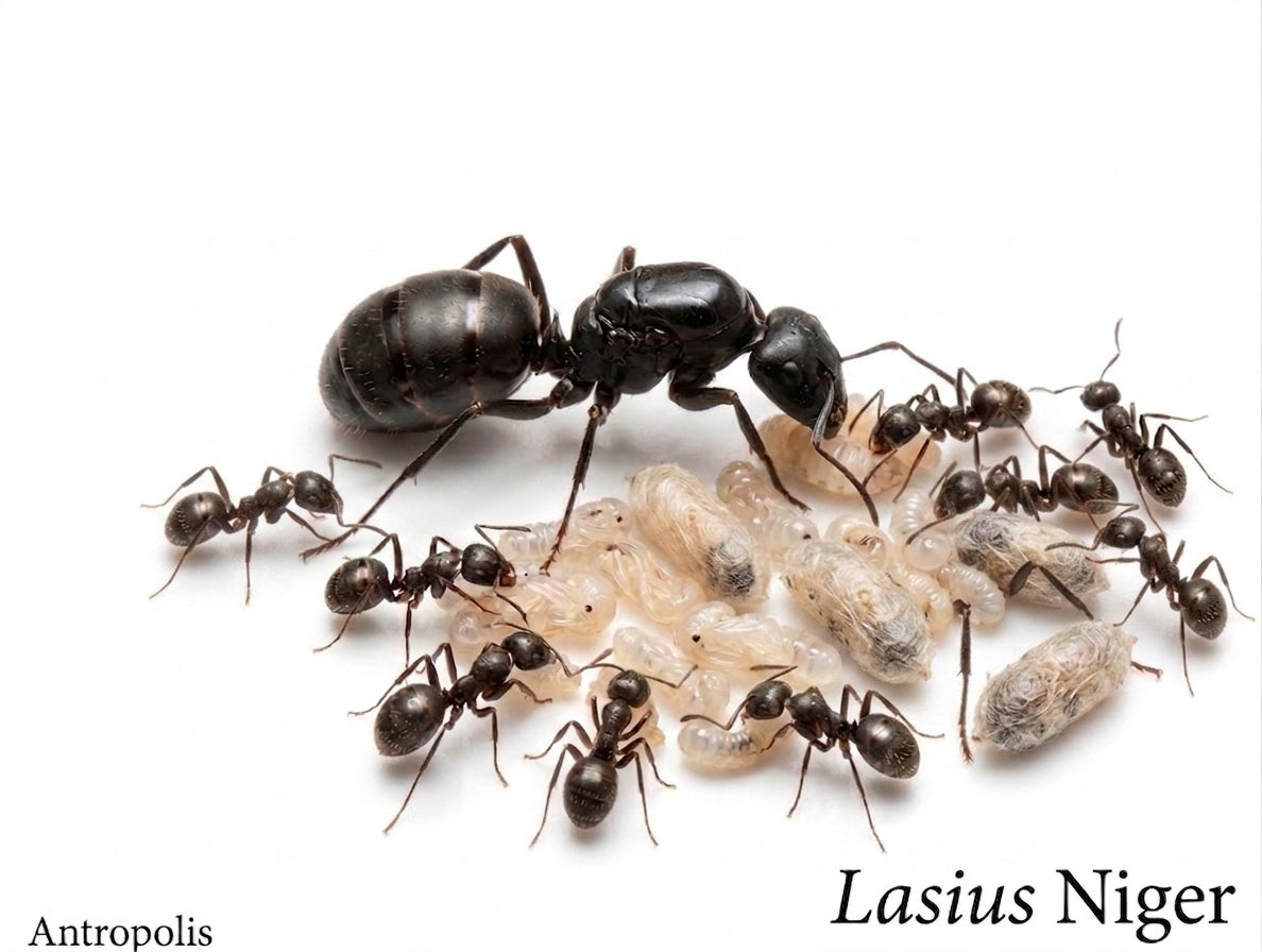 Lasius niger