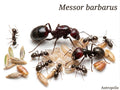 Messor barbarus