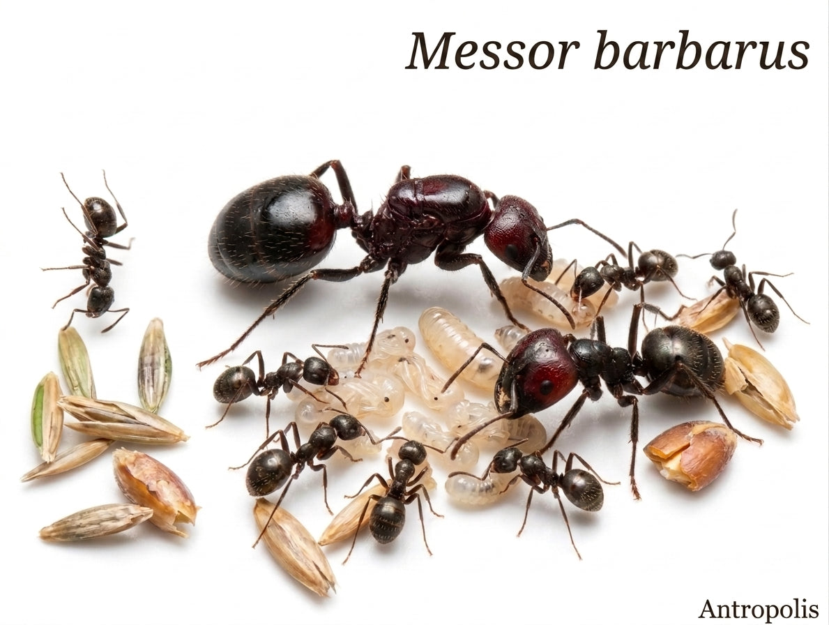 Messor barbarus