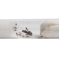 Lasius niger - Antropolis