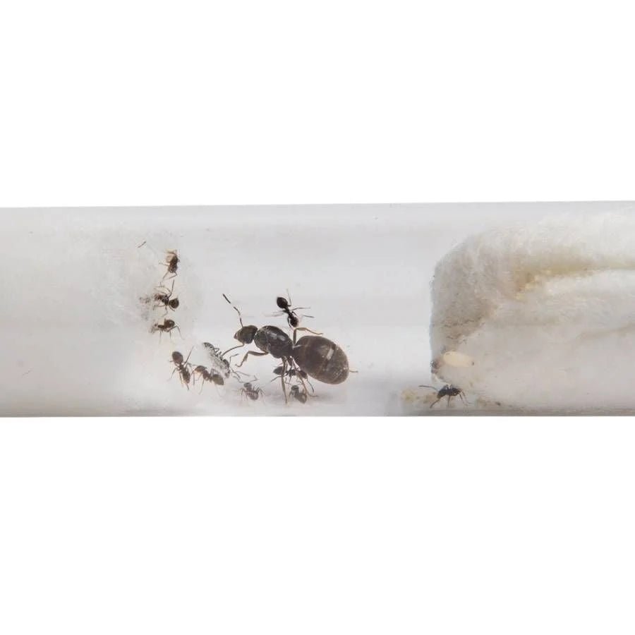 Lasius niger - Antropolis